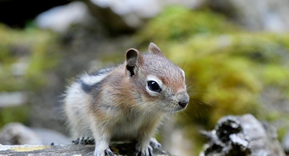 Wangzak eekhoorntje Wangzak eekhoorntje